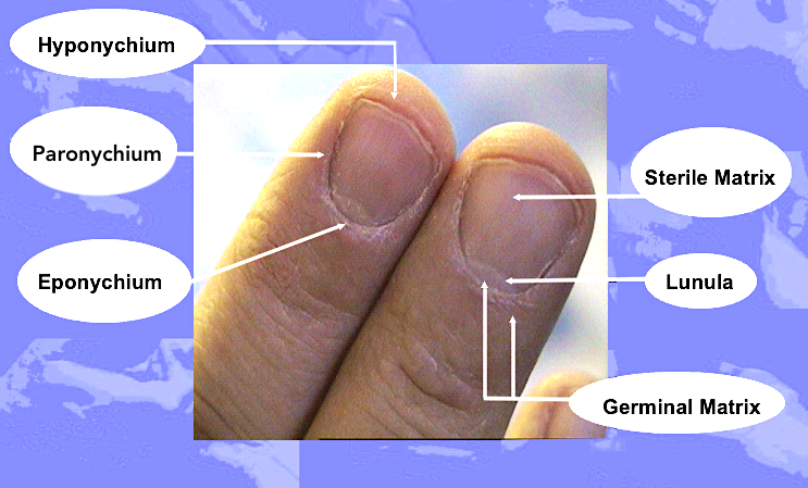 Fingernail Surface Anatomy