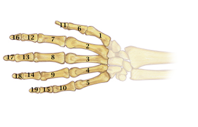 1. Thumb Metacarpal   2. Index Metacarpal   3. Long Metacarpal 4. Ring Metacarpal   5. Little Metacarpal   6. Thumb Proximal Phalanx 7. Index Proximal Phalanx (P1)   8. Long Proximal Phalanx (P1) 9 Ring Proximal Phalanx (P1)   10. Little Proximal Phalanx (P1) 11. Thumb Distal Phalanx   12. Index Middle Phalanx (P2) 13. Long Middle Phalanx (P2)   14. Ring Middle Phalanx (P2) 15. Little Middle Phalanx (P2)   16.  Index Distal Phalanx (3) 17. Long Distal Phalanx (3)   18.   Ring Distal Phalanx (3) 19.  Little 