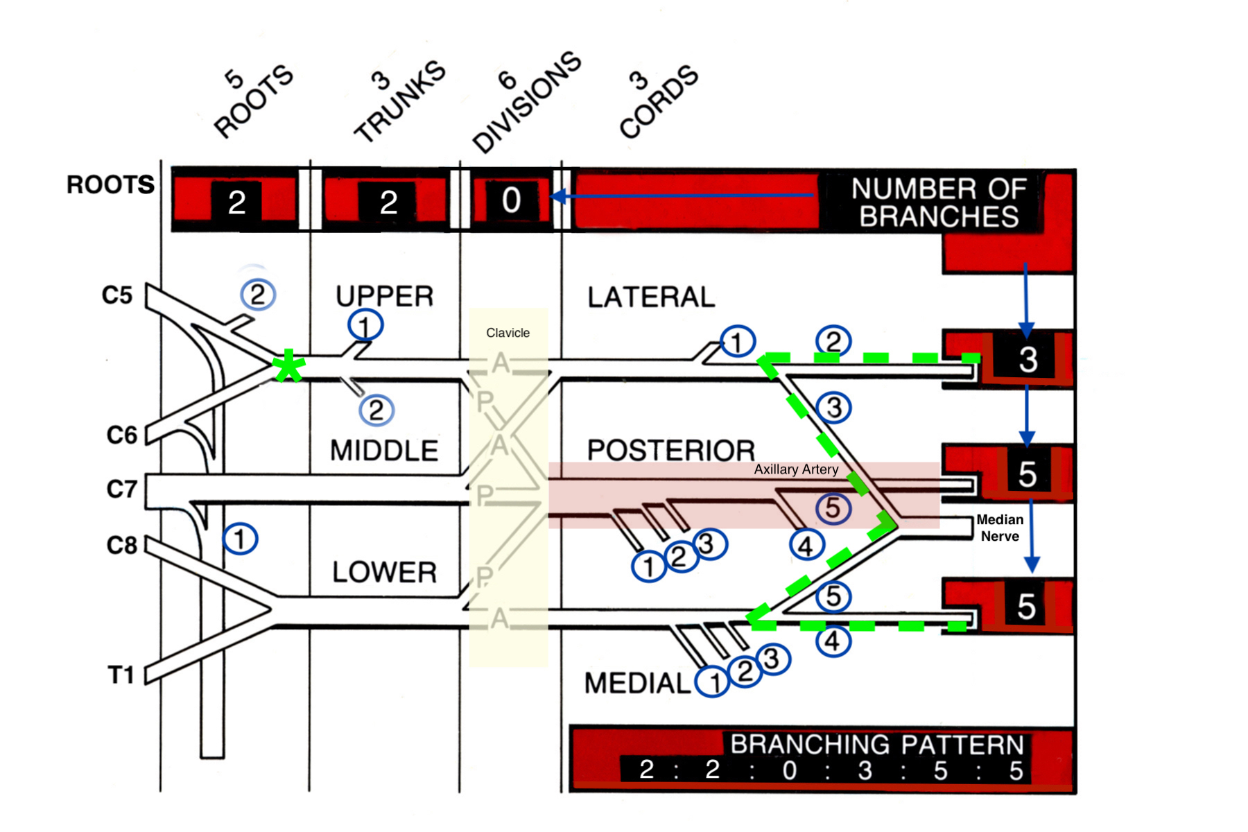  divisions & cords. (Remember RTDCBs - Running Together Down Country Byways). Also note the Nerve Branching  2 2 0 3 5 5 Rule for the number of branches from each part of the plexus. Also see the brachial plexus branching table in the next image. Note the green asterisk at Erb’s point.  Also note the brachial plexus “M” landmark shape anterior to the axillary artery which is defined by the musculocutaneous nerve, the median nerve and the ulnar nerve. Finally note the divisions of the brachial plexus posteri