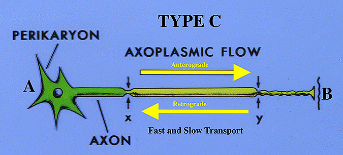 The perikaryon (A) synthesizes neural components that are key to normal axon function. These components move by axoplasmic flow. Serial impairments to flow can cause neural dysfunction at point (B).