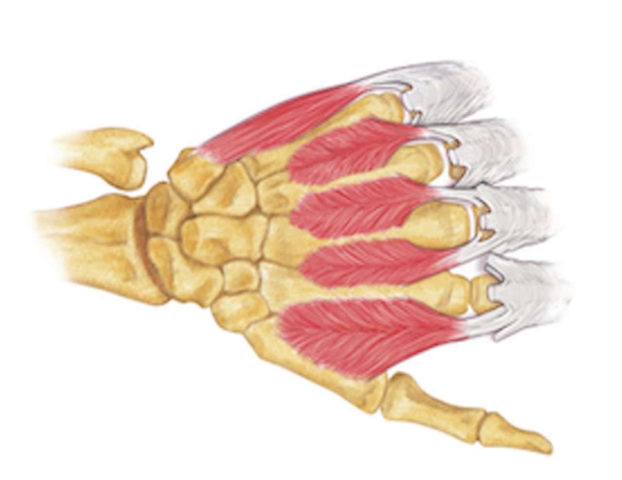 Dorsal interossei are between the metacarpals and abduct the fingers in reference to the long finger.  Usually the dorsal interossei have two heads except the third dorsal interosseous.