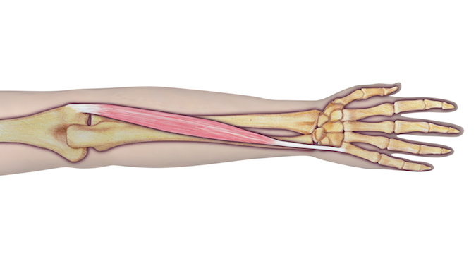 Extensor Carpi Ulnaris (ECU) - Origin: Humerus (lateral epicondyle via common extensor tendon) and ulna (posterior border by an aponeurosis).  Insertion:	5th metacarpal bone (tubercle on medial side of base).  Innervation: Cervical root(s):  C7 and C8; Nerve: Radial nerve (posterior interosseous branch).