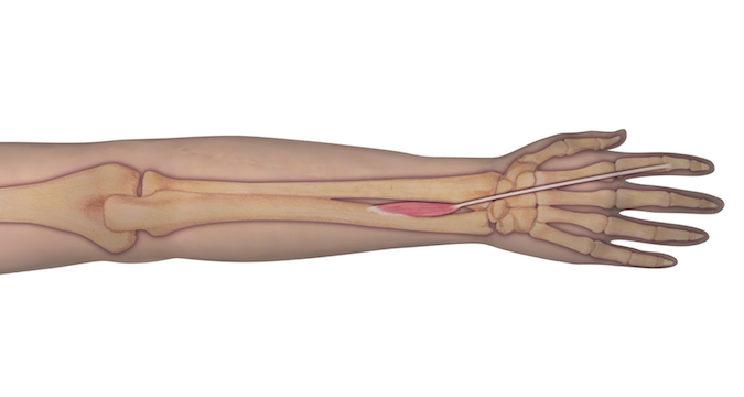 Extensor Indicis Proprius (EIP)