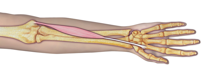 Flexor Carpi Radialis (FCR) - Origin: Humerus (medial epicondyle via common flexor tendon), antebrachial fascia, and intermuscular septum.  Insertion:  2nd and 3rd metacarpals (base, palmar surface).  Innervation:  Cervical root(s):  C6–C7; Nerve: median nerve