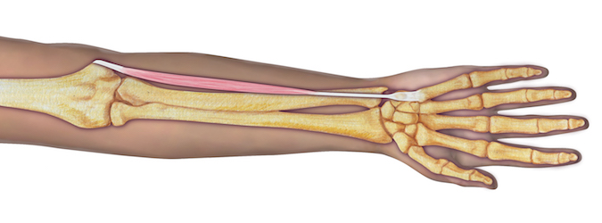 Flexor Carpi Ulnaris (FCU) - Origin: Humeral head: Humerus (medial epicondyle via common flexor tendon); ulnar head: Ulna (olecranon, medial margin; shaft, proximal 2/3 posterior via an aponeurosis), and the Intermuscular septum.    Insertion: Pisiform, Hamate, 5th metacarpal base, and the flexor retinaculum.  Innervation:Cervical root(s):  C7–T1 Nerve: ulnar nerve