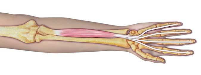 Flexor Digitorum Profundus (FDP) - Origin: Ulna (proximal 3/4 of anterior and medial shaft; medial coronoid process), interosseous membrane (ulnar).  Insertion: Four tendons to digits 2–5 (distal phalanges, at base of palmar surface).  Note index finger tendon is distinct in its course Innervation: Cervical root(s):  C8–T1; C8–T1; Nerve: median nerve, digits 2–3; ulnar nerve, digits 4–5.