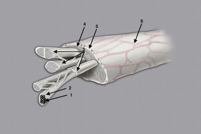 Radial Nerve with axons enclosed in endoneurium (1); Fascicle enclosed in perineurium (2); Fascicular groups enclosed in connective tissue called internal epineurium (3); Internal epineurium (4); External epineurium (5); Epineural blood vessels (6)