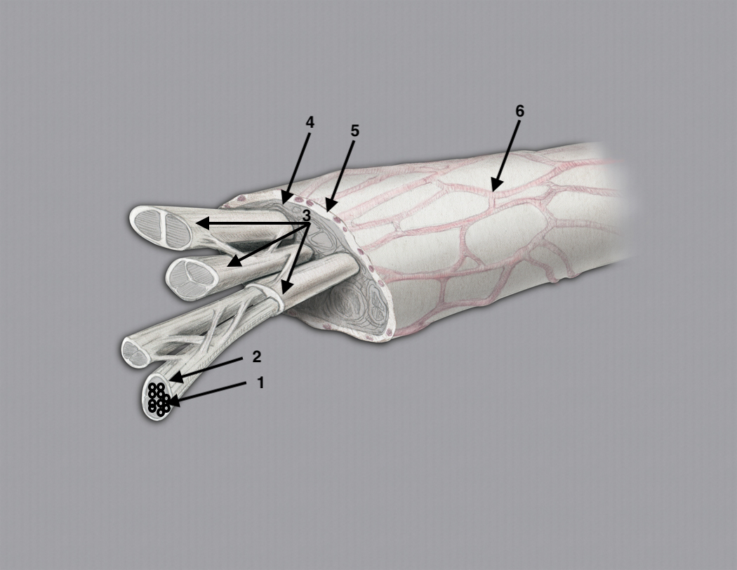 Digital Nerve with axons enclosed in endoneurium (1); Fascicle enclosed in perineurium (2); Fascicular groups enclosed in connective tissue called internal epineurium (3); Internal epineurium (4); External epineurium (5); Epineural blood vessels (6).