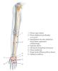 Muscles innervated by the Ulnar Nerve.