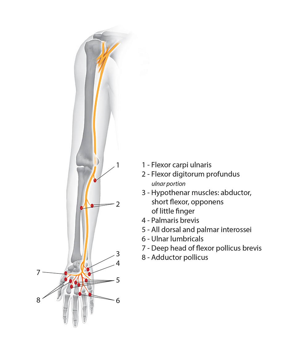 Ulnar Nerve Muscle Innervations