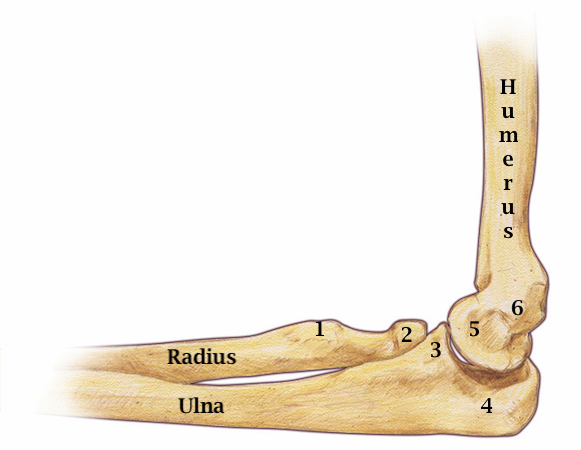 1. Radial Tuberosity   2. Radial Head   3. Coronoid Process   4. Olecranon  5.  Trochlea   6.  Medial Epicondyle